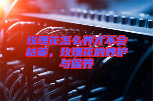 玫瑰花怎么養(yǎng)才不會(huì)枯萎，玫瑰花的養(yǎng)護(hù)與保養(yǎng)