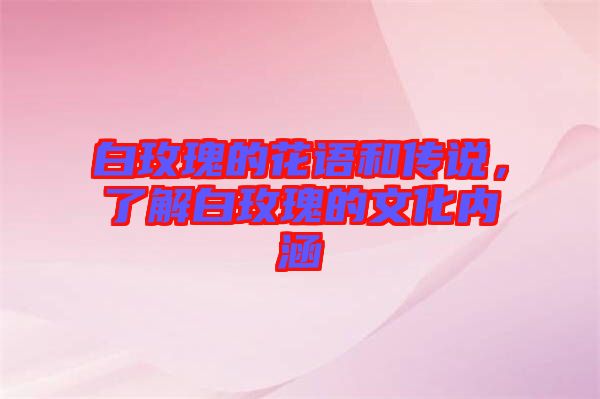 白玫瑰的花語和傳說，了解白玫瑰的文化內(nèi)涵
