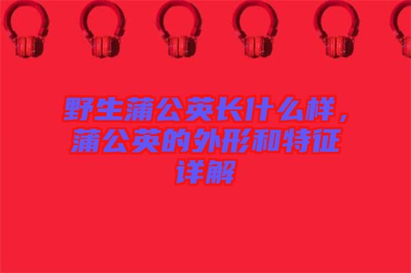野生蒲公英長(zhǎng)什么樣，蒲公英的外形和特征詳解